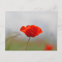 Flowers of common poppy in a field.