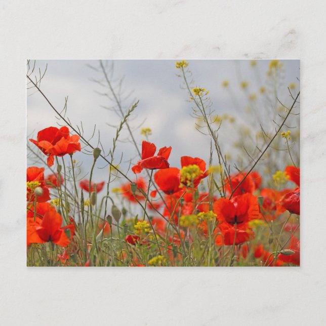 Flowers of common poppy in a field. postcard (Front)