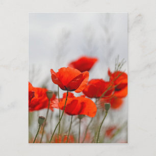 Flowers of common poppy in a field. postcard