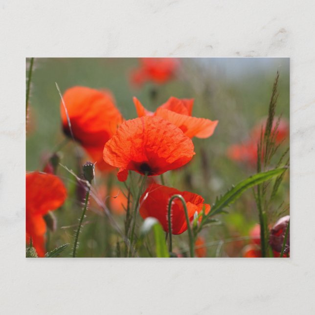 Flowers of common poppy in a field. postcard (Front)