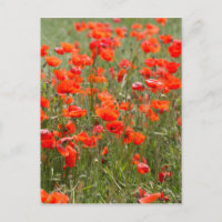 Flowers of common poppy in a field.