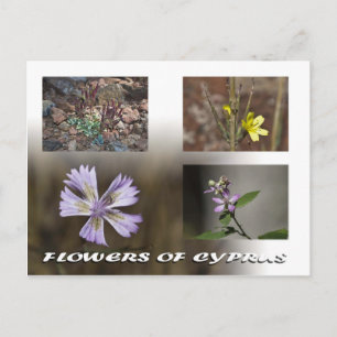flowers of cyprus postcard