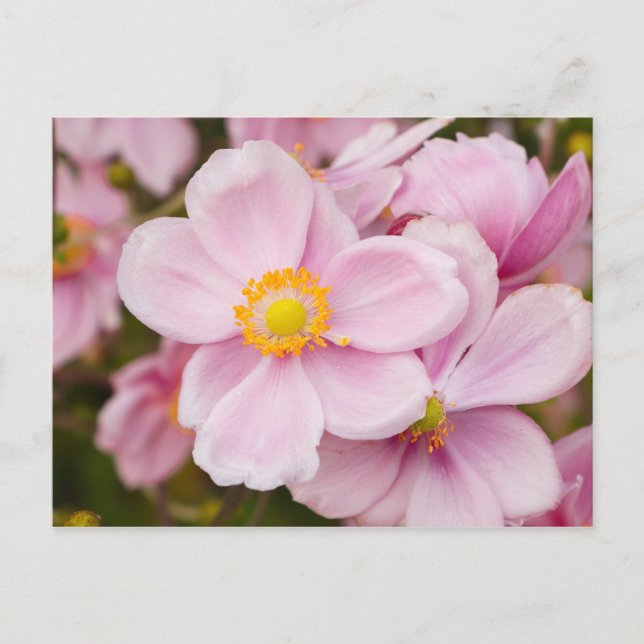 Flowers of Japanese anemone Postcard (Front)