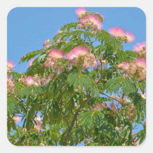 Flowers of Persian silk tree  Poster Square Sticker