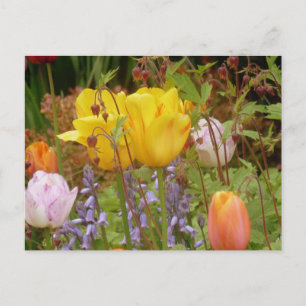 Flowers Of Tenderness Postcard