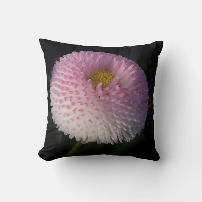 flowers on black - rosa Bellis Cushion (Front)