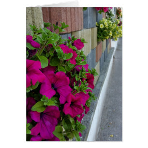 flowers on sidewalk