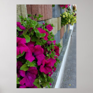 flowers on sidewalk poster