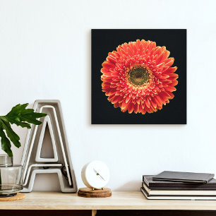 Flowers Orange Gerbera Daisy Canvas Print