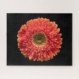 Flowers   Orange Gerbera Daisy Jigsaw Puzzle