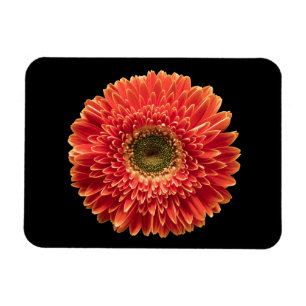 Flowers Orange Gerbera Daisy Magnet