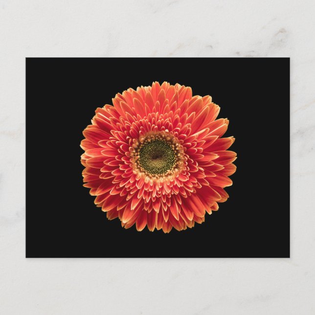 Flowers | Orange Gerbera Daisy Postcard (Front)