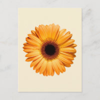 Flowers | Orange Gerbera