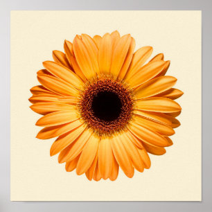 Flowers Orange Gerbera Poster