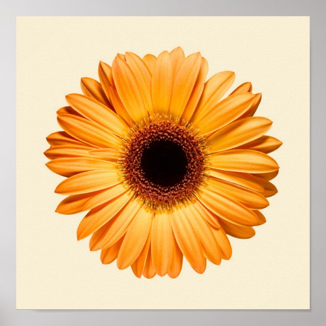 Flowers | Orange Gerbera Poster (Front)
