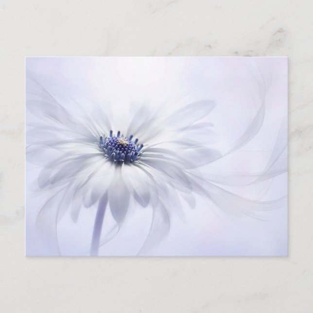 Flowers | Pale Purple Flower Postcard (Front)