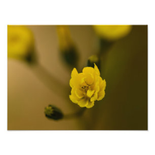 Flowers Photo Print