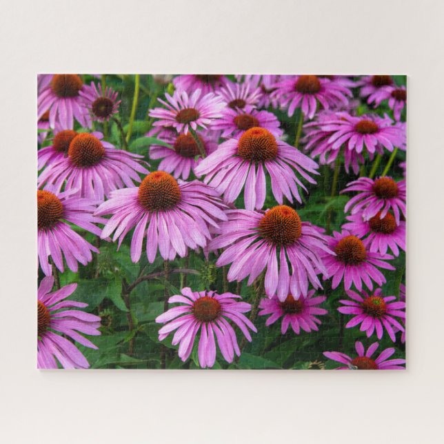 Flowers | Pink Coneflower Garden Jigsaw Puzzle (Horizontal)