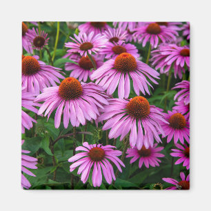 Flowers   Pink Coneflower Garden Magnet