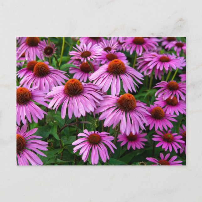 Flowers | Pink Coneflower Garden Postcard (Front)