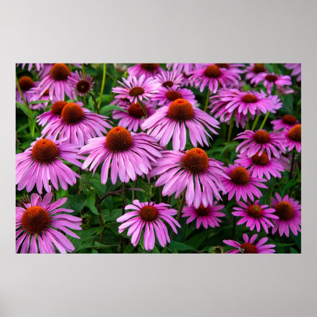 Flowers | Pink Coneflower Garden Poster (Front)