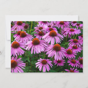 Flowers Pink Coneflower Garden Thank You Card