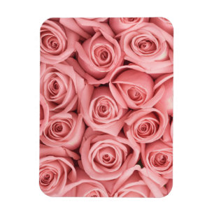 Flowers Pink Roses Magnet