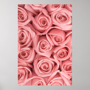 Flowers   Pink Roses Poster
