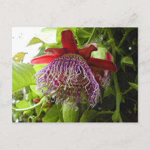 flowers plants on tree postcard