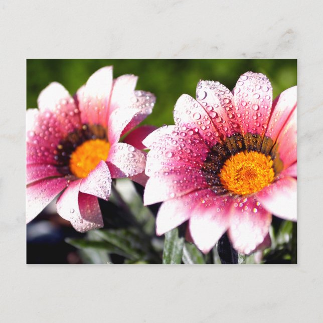 Flowers postcard (Front)