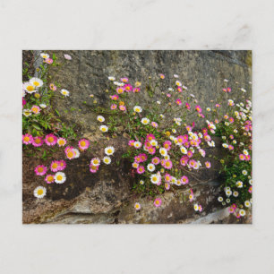 Flowers postcard