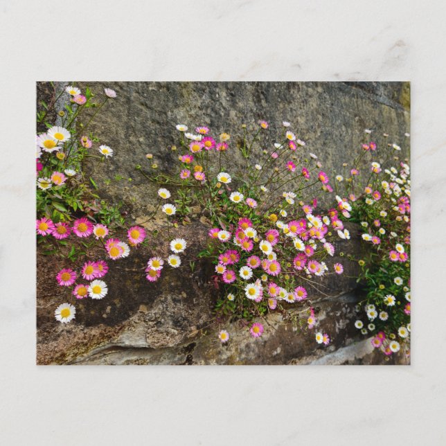 Flowers  postcard (Front)