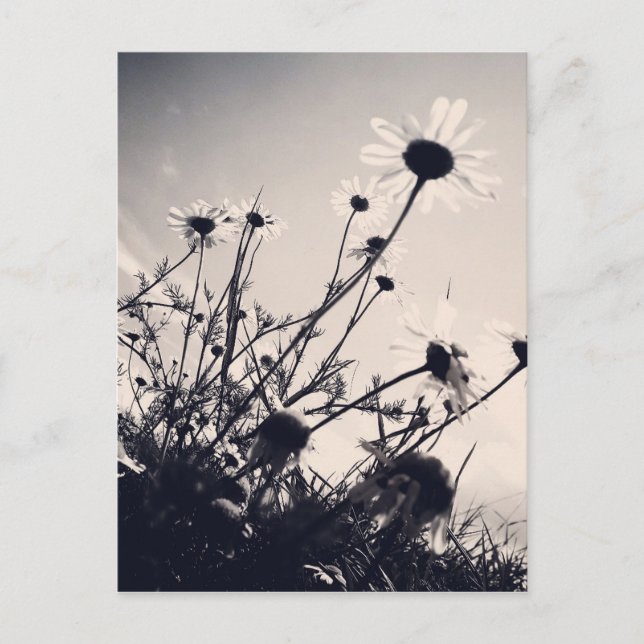 Flowers Postcard (Front)