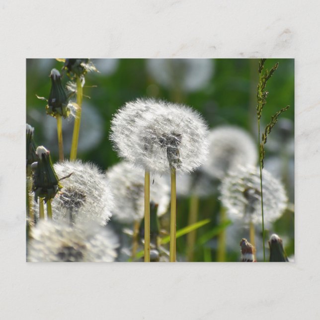 Flowers Postcard (Front)