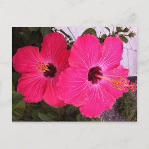 flowers postcard