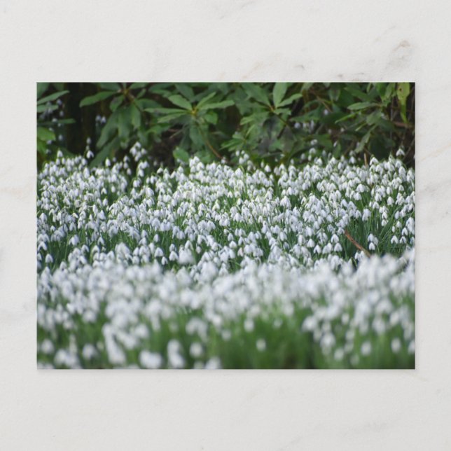 Flowers Postcard (Front)