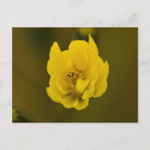 Flowers Postcard