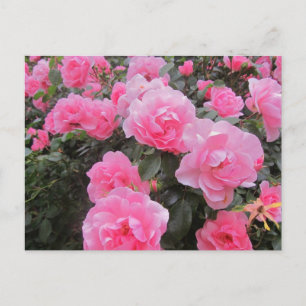 flowers postcard
