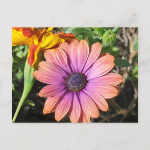 Flowers  postcard