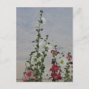 Flowers Postcard