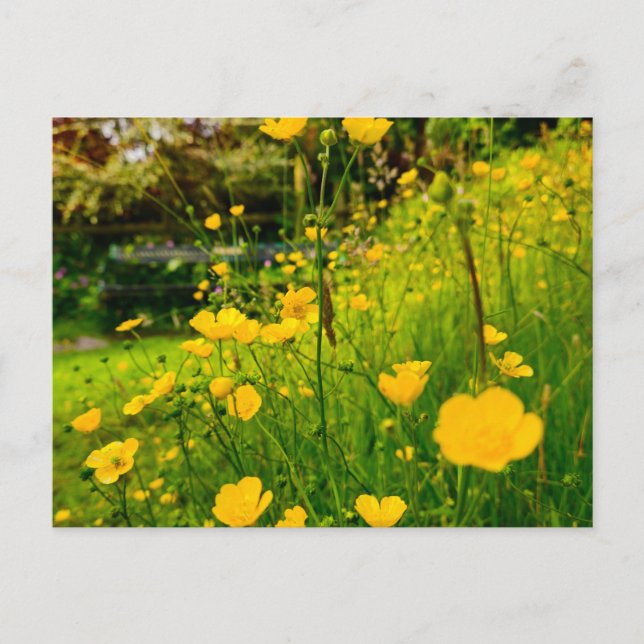 Flowers Postcard (Front)