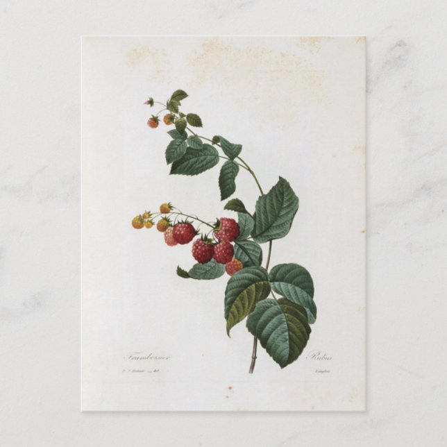 Flowers Postcard 17 (Front)