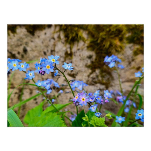 Flowers Poster (Front)