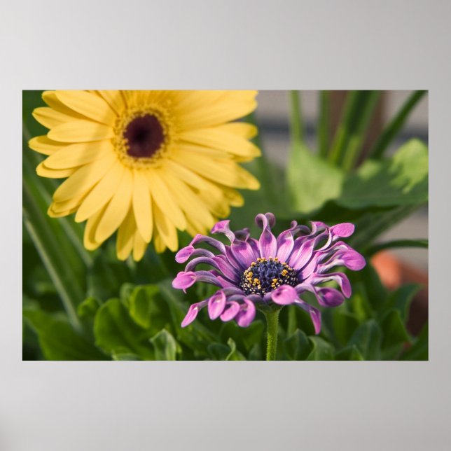 Flowers Poster (Front)