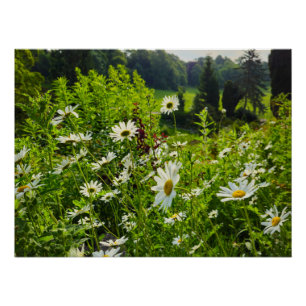 Flowers Poster