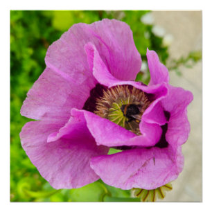 Flowers Poster