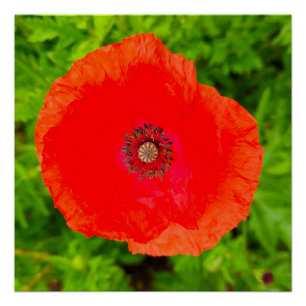 Flowers Poster