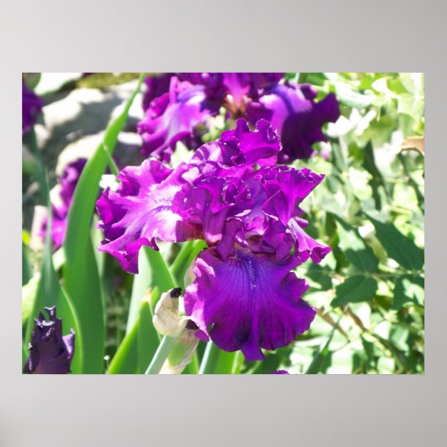 flowers poster (Front)