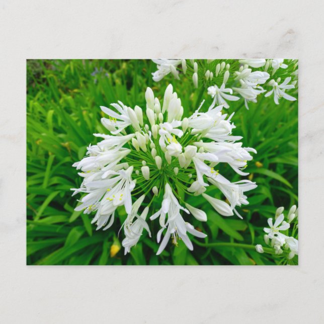 Flowers Power 6 Postcard (Front)