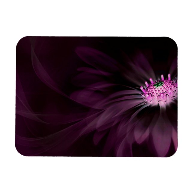 Flowers | Purple Daisy Magnet (Horizontal)